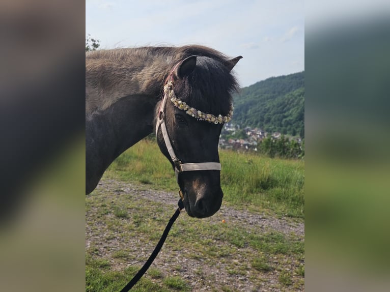 Islandpferd Wallach 22 Jahre 138 cm Falbe in Havixbeck