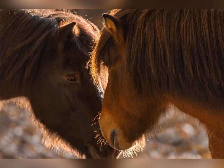 Islandpferd Wallach 22 Jahre 140 cm Fuchs in Weßling
