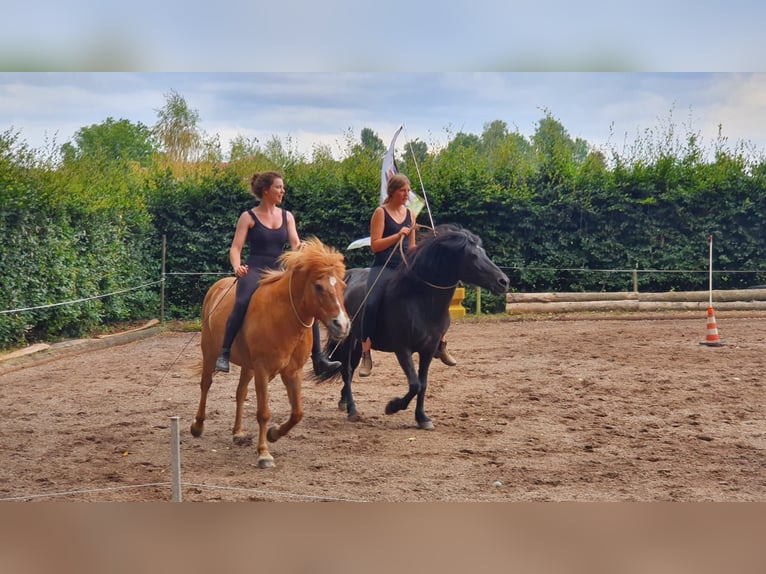 Islandpferd Wallach 22 Jahre 140 cm Fuchs in Weßling