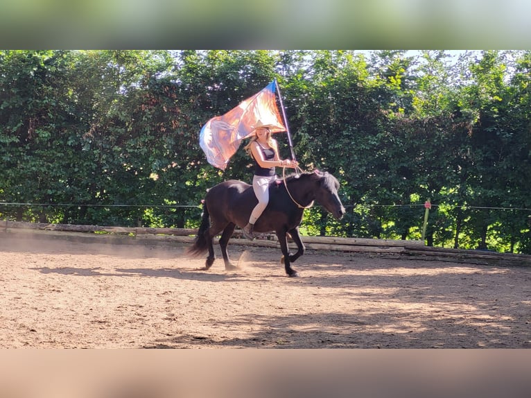 Islandpferd Wallach 22 Jahre 140 cm Fuchs in Weßling
