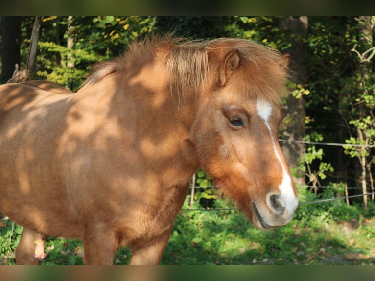 Islandpferd Wallach 22 Jahre 140 cm Fuchs in Weßling