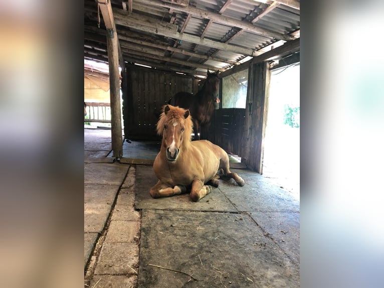 Islandpferd Wallach 22 Jahre 140 cm Fuchs in Weßling