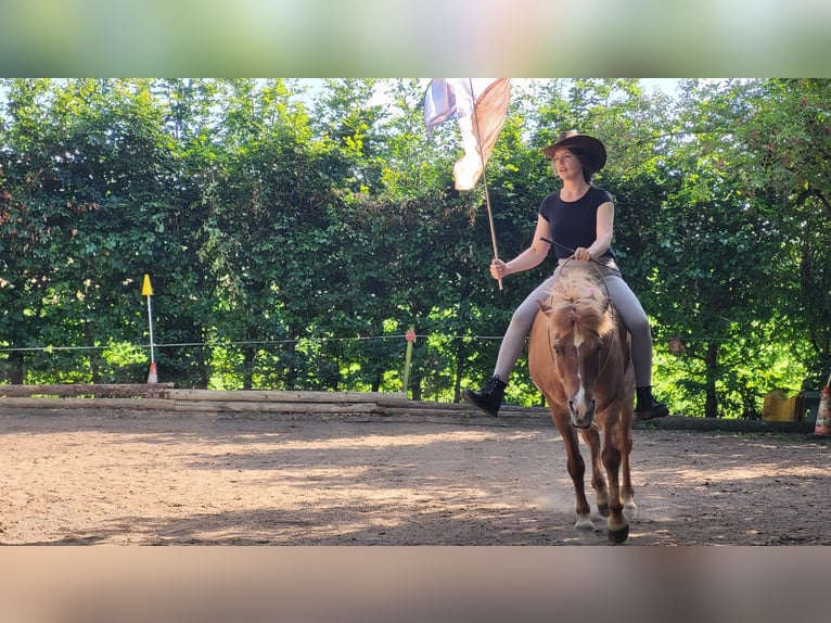 Islandpferd Wallach 22 Jahre 140 cm Fuchs in Weßling