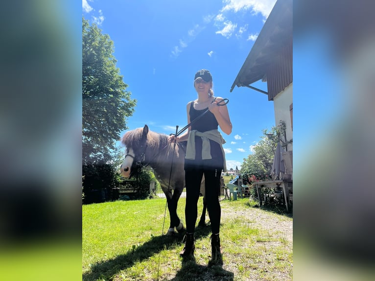 Islandpferd Wallach 22 Jahre 140 cm Fuchs in Weßling