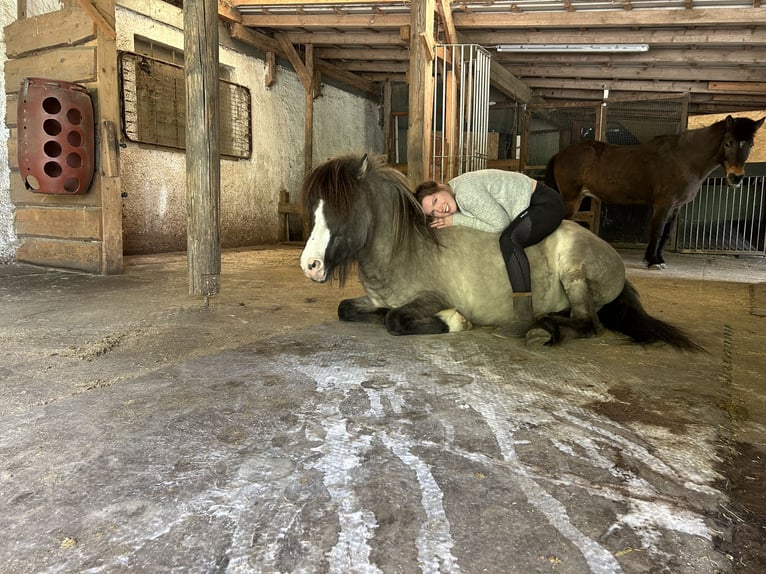 Islandpferd Wallach 22 Jahre 140 cm Fuchs in Weßling