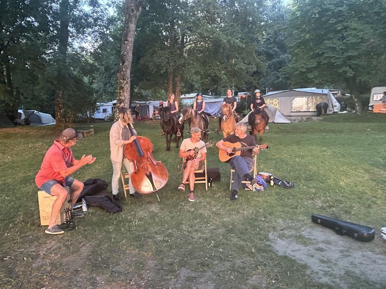 Islandpferd Wallach 22 Jahre 140 cm Fuchs in Weßling