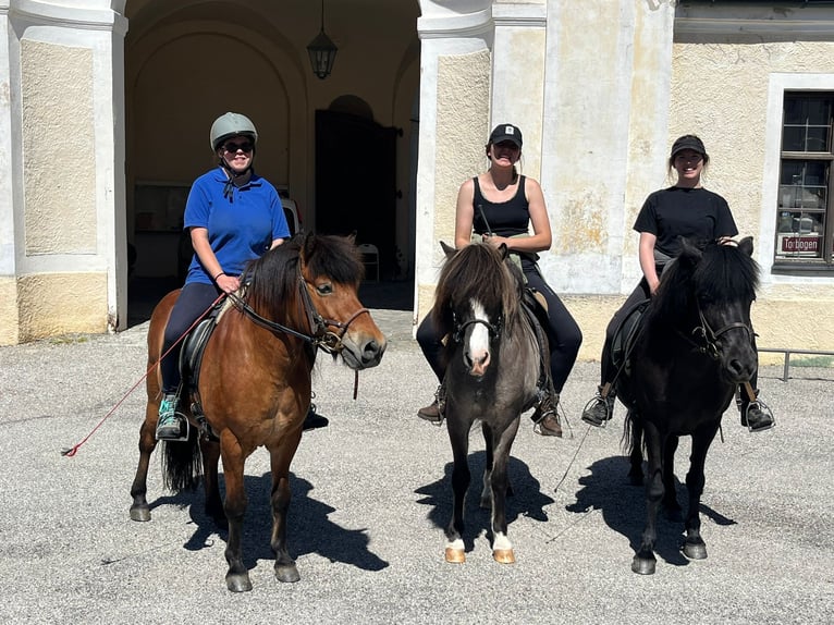 Islandpferd Wallach 22 Jahre 140 cm Fuchs in Weßling
