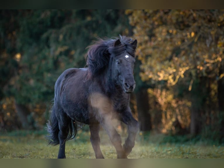 Islandpferd Wallach 22 Jahre 140 cm Fuchs in Weßling