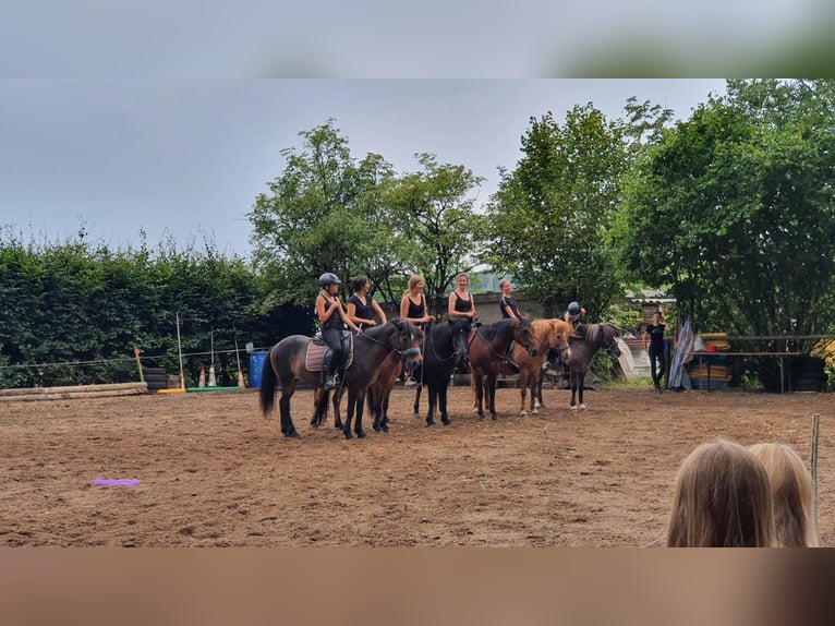 Islandpferd Wallach 22 Jahre 140 cm Fuchs in Weßling