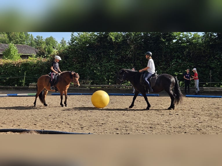 Islandpferd Wallach 22 Jahre 140 cm Fuchs in Weßling