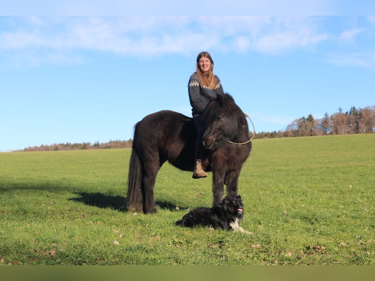 Islandpferd Wallach 22 Jahre 140 cm Fuchs in Weßling