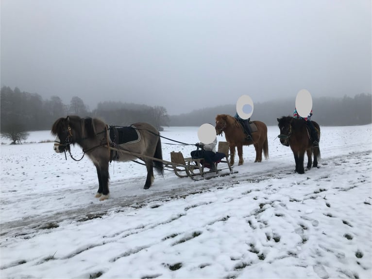 Islandpferd Wallach 22 Jahre 140 cm Fuchs in Weßling