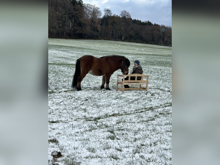 Islandpferd Wallach 22 Jahre 140 cm Fuchs in Weßling