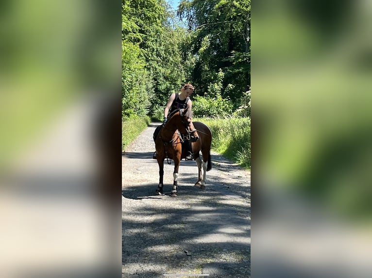 Islandpferd Mix Wallach 22 Jahre 140 cm Schecke in Jühnde