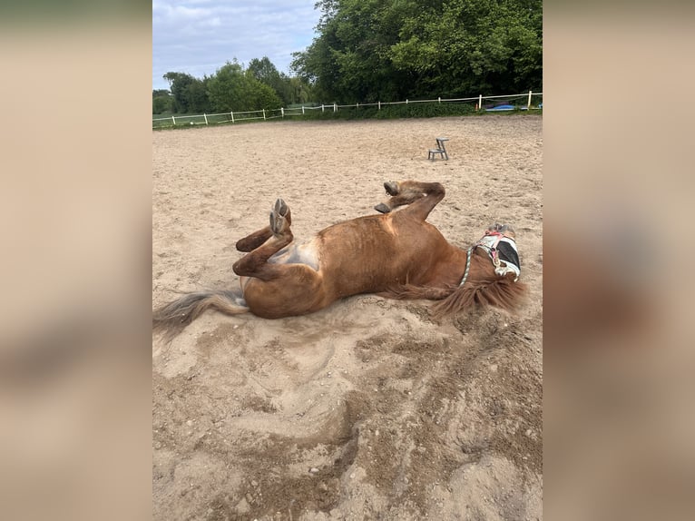 Islandpferd Wallach 22 Jahre 142 cm Fuchs in Panten