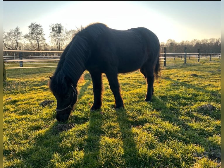 Islandpferd Wallach 22 Jahre 142 cm Rappe in Erwitte