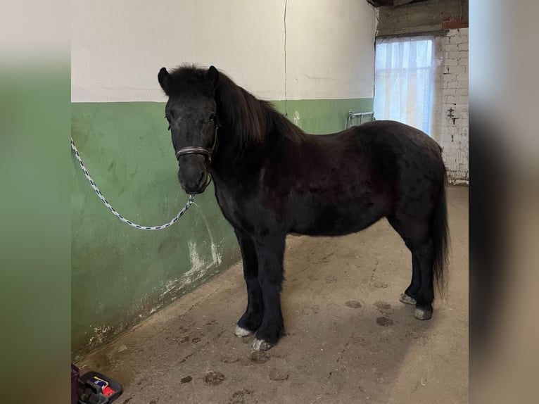 Islandpferd Wallach 22 Jahre 142 cm Rappe in Erwitte