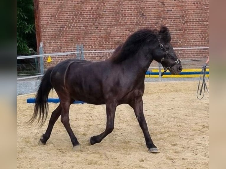 Islandpferd Wallach 22 Jahre 142 cm Rappe in Erwitte
