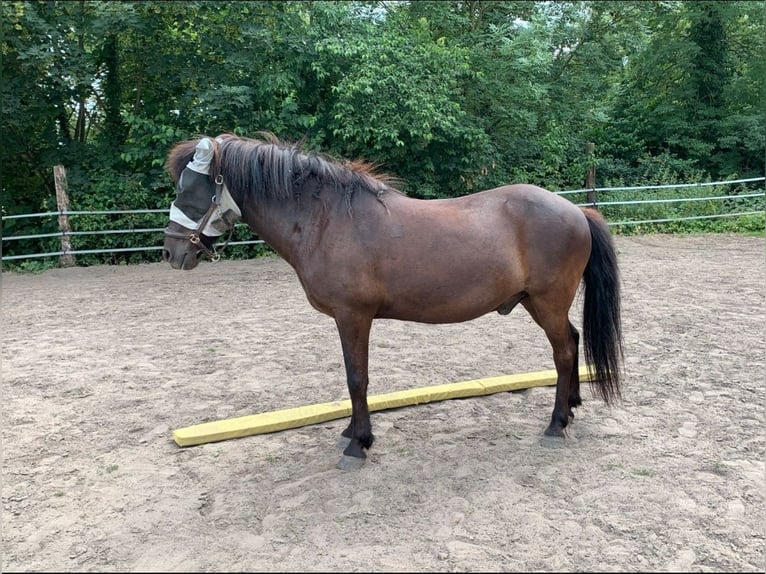 Islandpferd Wallach 22 Jahre 142 cm Rappe in Lippstadt