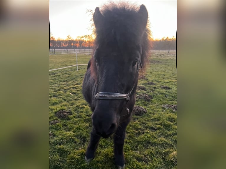 Islandpferd Wallach 22 Jahre 142 cm Rappe in Lippstadt