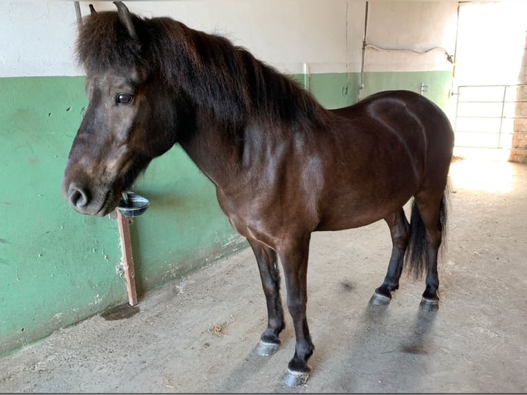 Islandpferd Wallach 22 Jahre 142 cm Rappe in Lippstadt