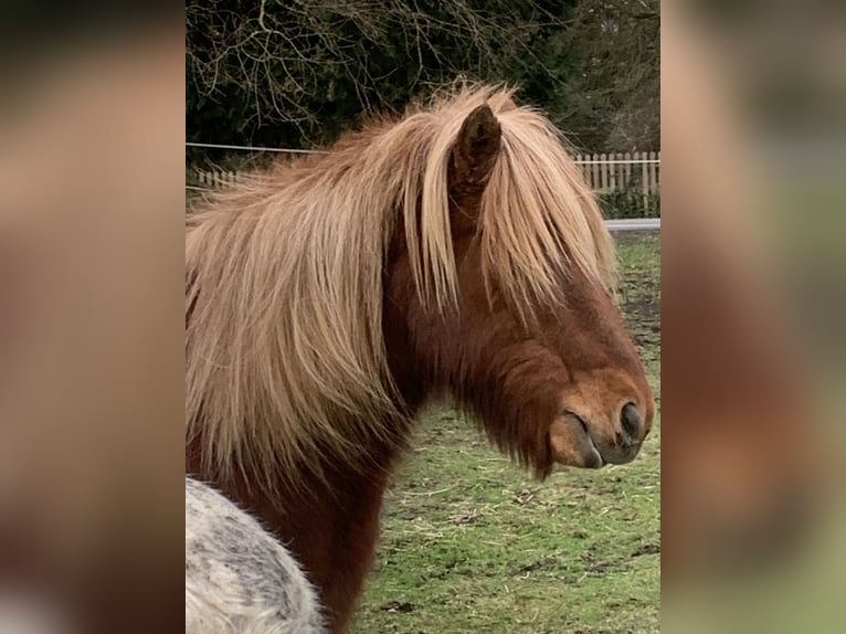 Islandpferd Wallach 22 Jahre 145 cm Fuchs in Eldingen
