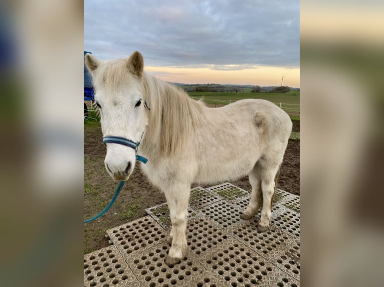 Islandpferd Wallach 24 Jahre Schimmel in Alsfeld