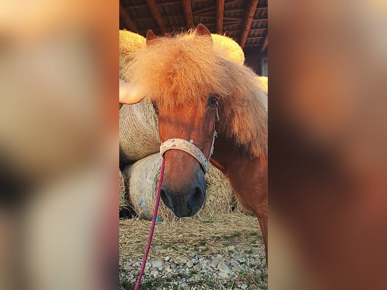 Islandpferd Mix Wallach 25 Jahre 120 cm Fuchs in Pramet