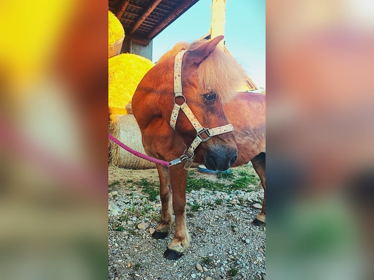 Islandpferd Mix Wallach 25 Jahre 120 cm Fuchs in Pramet