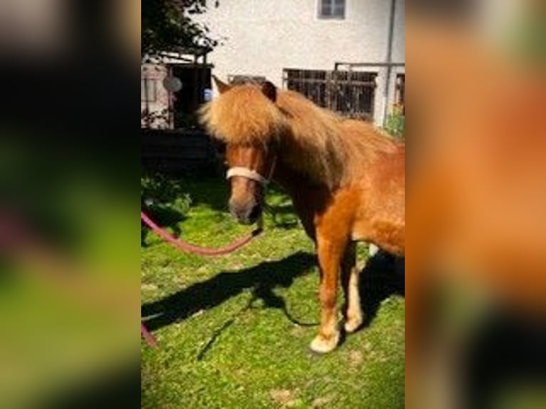 Islandpferd Mix Wallach 25 Jahre 120 cm Fuchs in Pramet