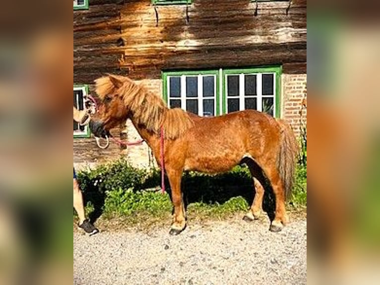 Islandpferd Mix Wallach 25 Jahre 120 cm Fuchs in Pramet