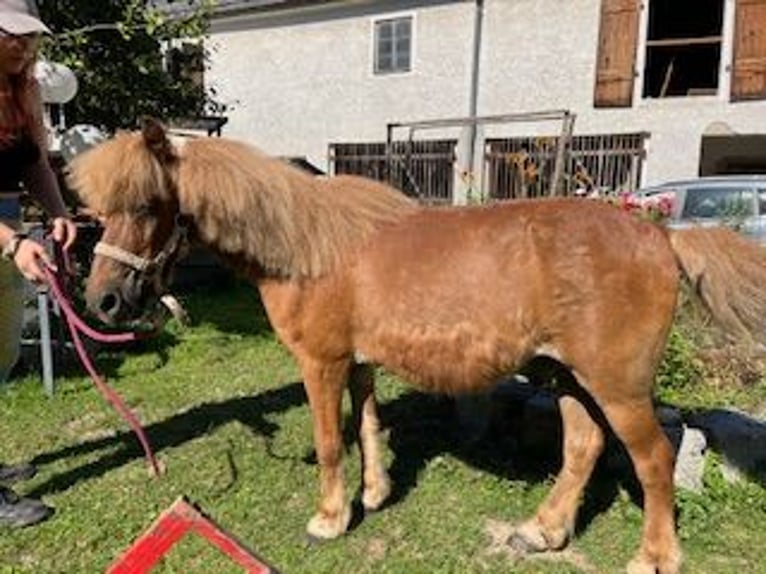 Islandpferd Mix Wallach 25 Jahre 120 cm Fuchs in Pramet