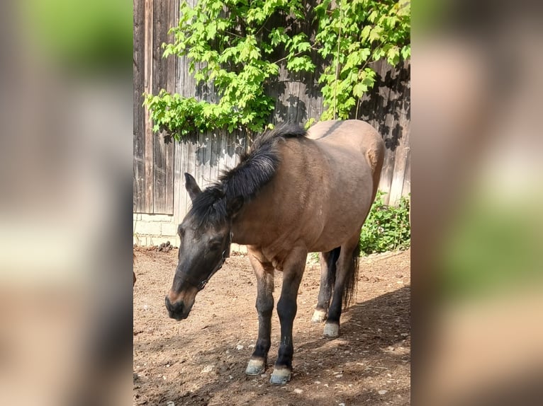Islandpferd Wallach 25 Jahre 140 cm Buckskin in Buch am Buchrain