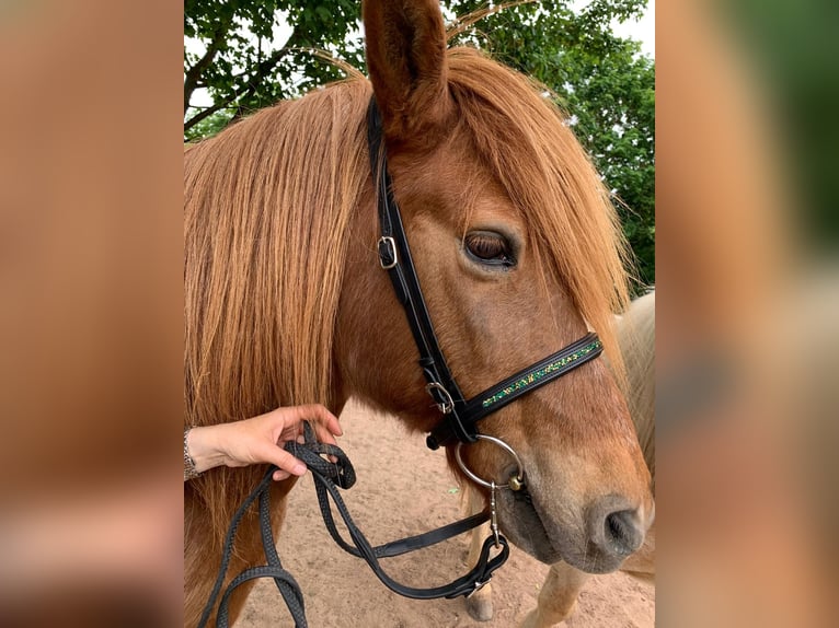 Islandpferd Wallach 25 Jahre 140 cm Fuchs in Wei&#xDF;enohe