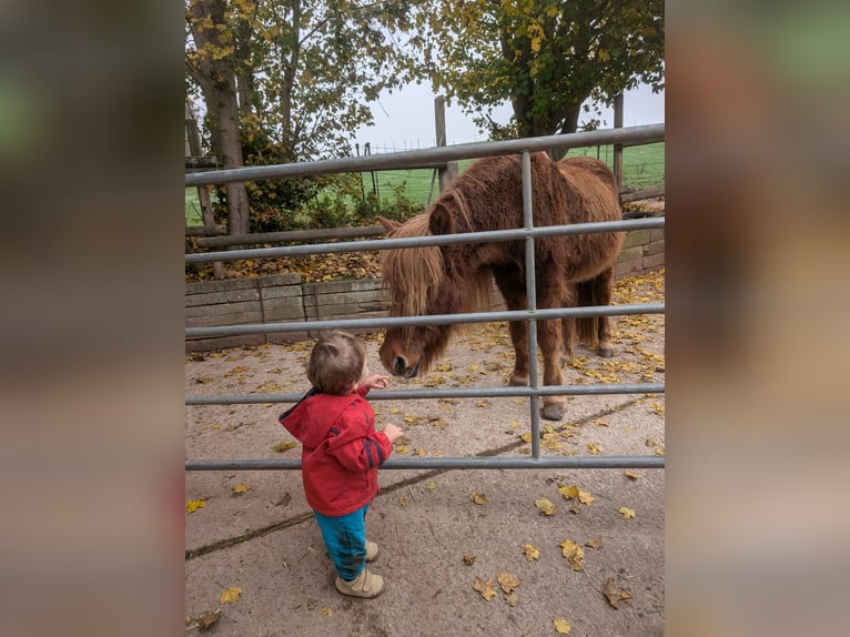 Islandpferd Wallach 25 Jahre 140 cm Fuchs in Wei&#xDF;enohe