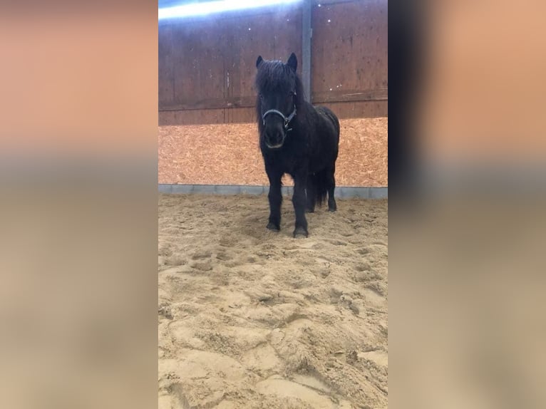 Islandpferd Wallach 26 Jahre 132 cm Rappe in Lünen