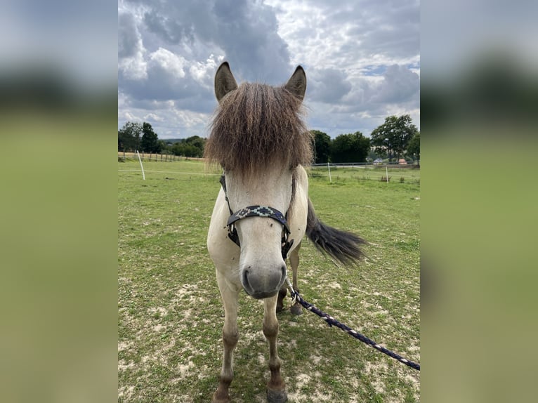 Islandpferd Wallach 2 Jahre 130 cm Falbe in Lichtenau