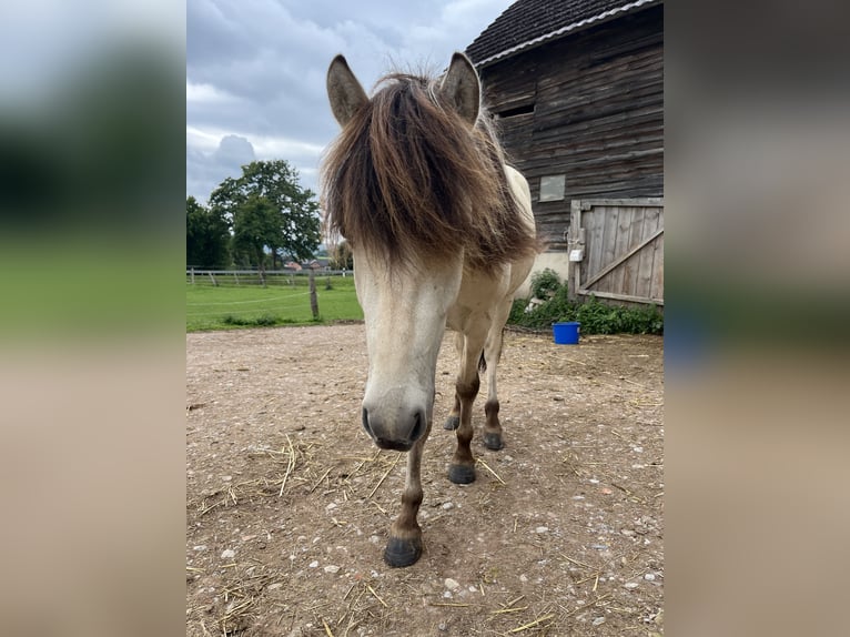 Islandpferd Wallach 2 Jahre 130 cm Falbe in Lichtenau