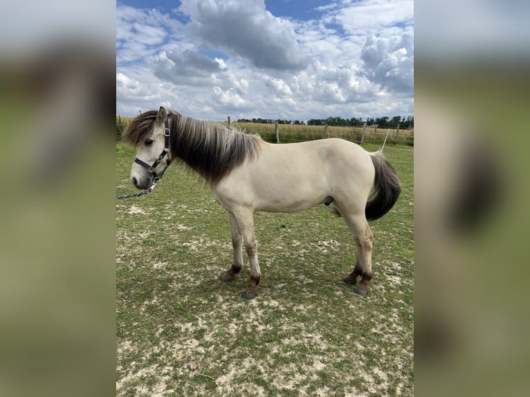 Islandpferd Wallach 2 Jahre 130 cm Falbe in Lichtenau