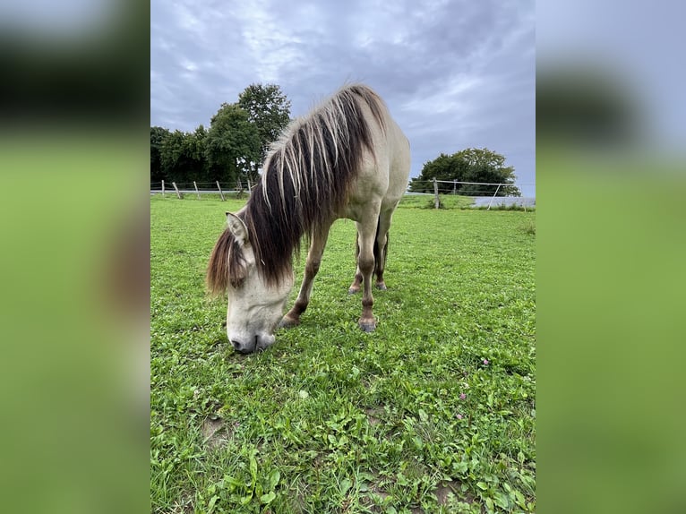 Islandpferd Wallach 2 Jahre 130 cm Falbe in Lichtenau