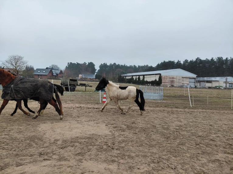 Islandpferd Wallach 2 Jahre 134 cm Schecke in Mirow