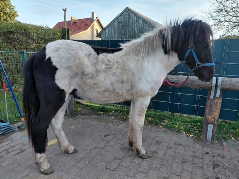 Islandpferd Wallach 2 Jahre 134 cm Schecke in Mirow
