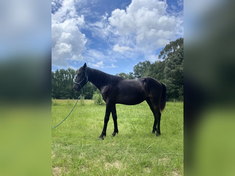 Islandpferd Wallach 2 Jahre 135 cm Dunkelbrauner in Carlisle, Ar