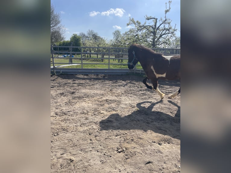 Islandpferd Wallach 2 Jahre 135 cm Schecke in Anderlingen