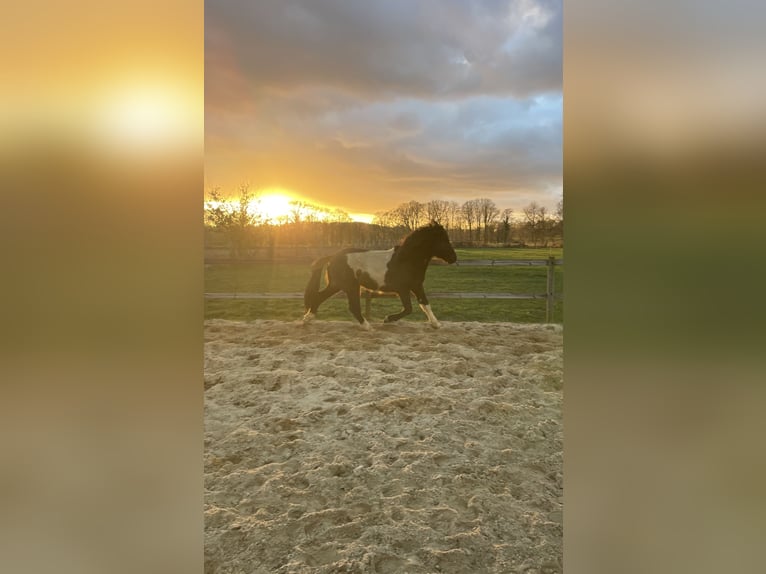 Islandpferd Wallach 2 Jahre 135 cm Schecke in Anderlingen