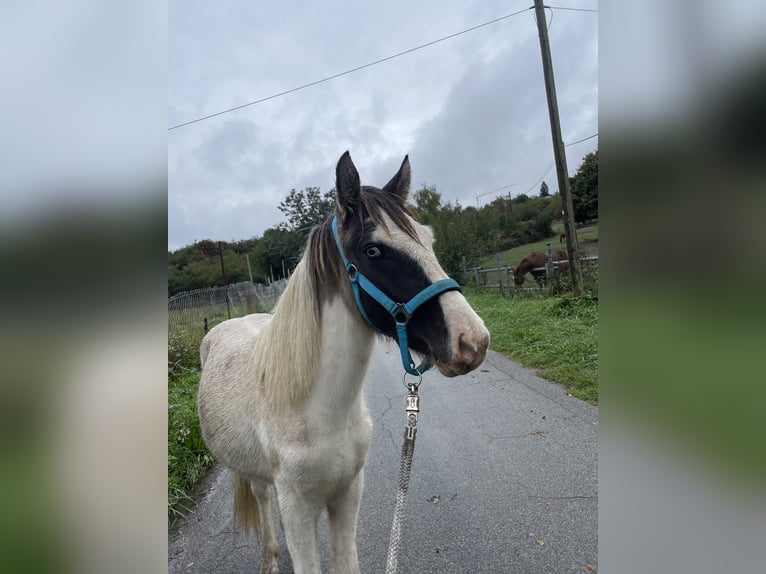 Islandpferd Wallach 2 Jahre 135 cm Schecke in Saarbrücken