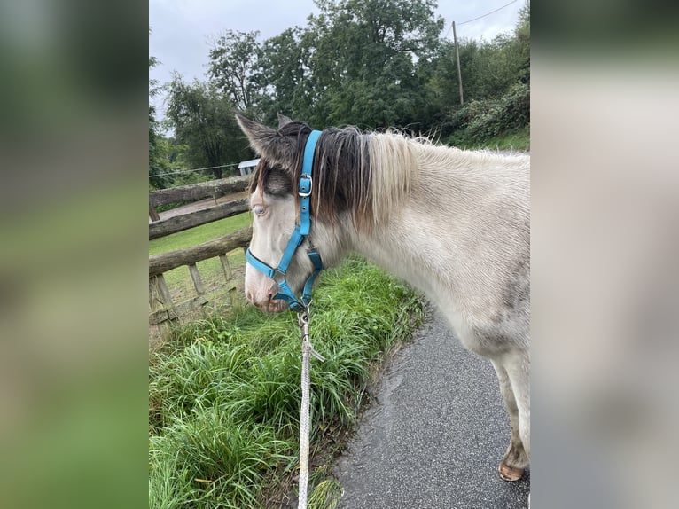 Islandpferd Wallach 2 Jahre 135 cm Schecke in Saarbrücken