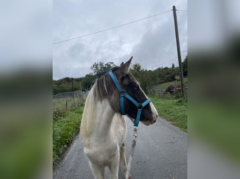 Islandpferd Wallach 2 Jahre 135 cm Schecke in Saarbrücken