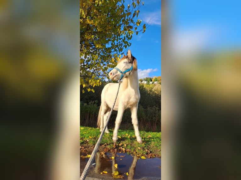 Islandpferd Wallach 2 Jahre 135 cm Schecke in Saarbrücken