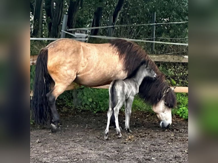 Islandpferd Wallach 2 Jahre 138 cm Rappe in Sch&#xFC;lp bei Nortorf